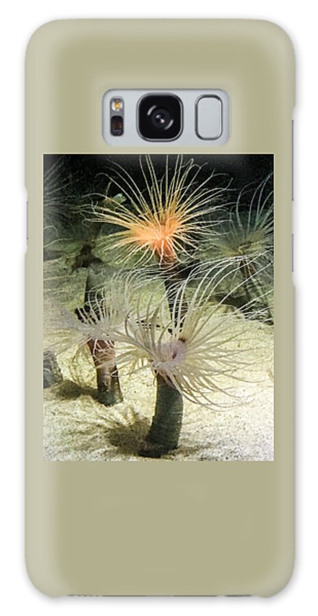  Sea Anemones Galaxy Case featuring the photograph Sea Flower by Daniel Hebard