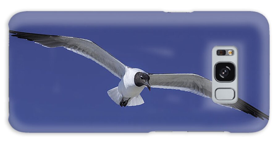Original Galaxy Case featuring the photograph Sea Gull on the wing by WAZgriffin Digital