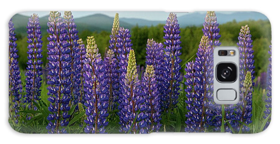 #sunset#lupines#sugarhill#newhampshire#landscape#field#mountains Galaxy Case featuring the photograph Sea of Purple by Darylann Leonard Photography