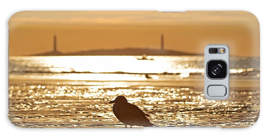 Gloucester Galaxy S8 Case featuring the photograph Seagull admiring Thacher Island Gloucester MA Good Harbor Beach by Toby McGuire
