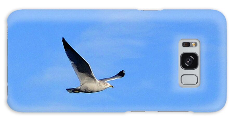 Seagull In Flight Galaxy Case featuring the photograph Seagull in Flight by Cindy Schneider