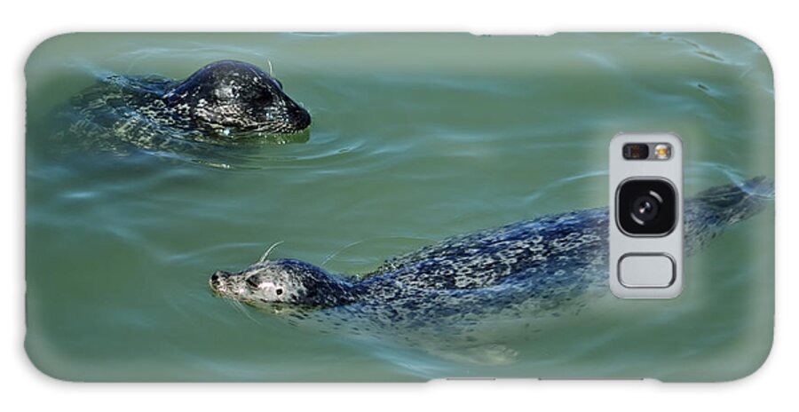 Seals Galaxy Case featuring the photograph Sealion Friends by Anthony Murphy