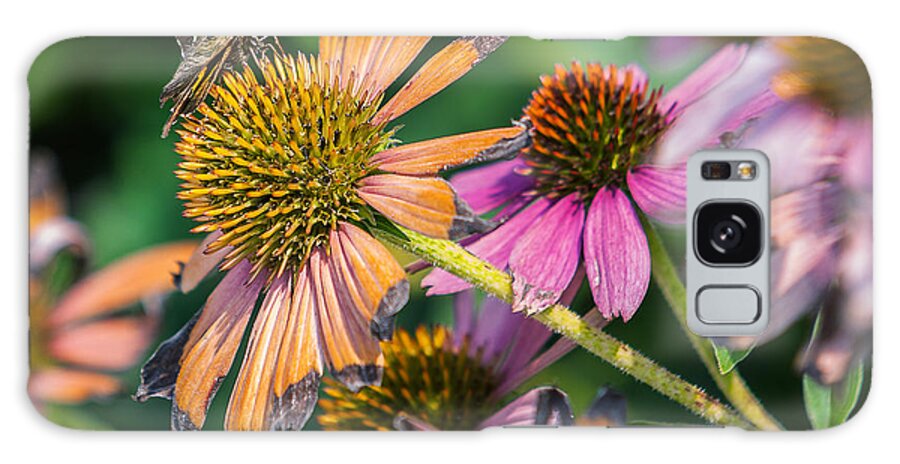 Flowers Galaxy Case featuring the photograph Season Ending by Ed Peterson