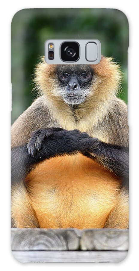 Monkey Galaxy Case featuring the photograph Seated Gibbon by Artful Imagery