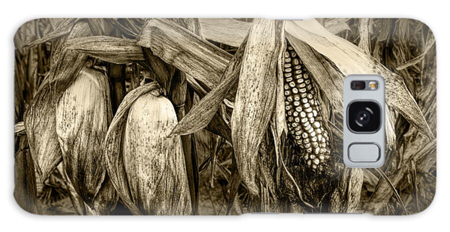 Corn Galaxy Case featuring the photograph Sepia Toned Ear of Corn on the Stalk by Randall Nyhof