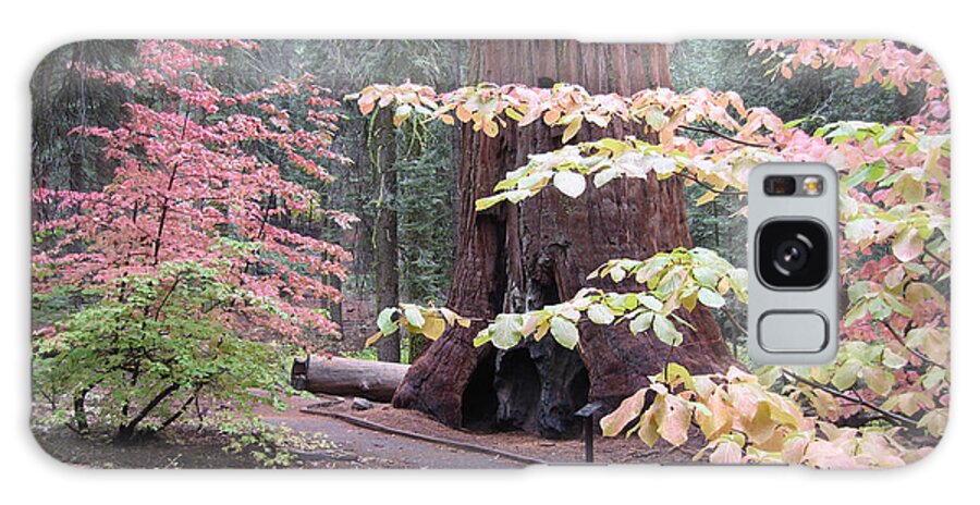 Nature Galaxy Case featuring the photograph Sequoia Trees 3 by Naxart Studio