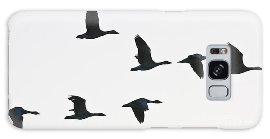 Geese Galaxy S8 Case featuring the photograph Sevenfold geese by Casper Cammeraat
