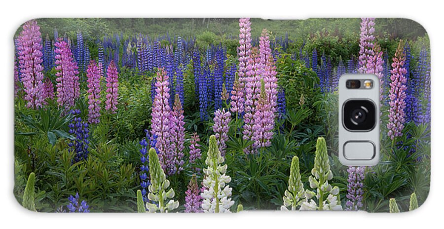 #lupines#newhampshire#sugarhill#summer#fields#flowers Galaxy Case featuring the photograph Shades of Lupines by Darylann Leonard Photography