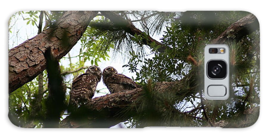 Baby Juvenile Barred Owls Nature Tree Park Looking Together Galaxy Case featuring the photograph Shared Vision by Anita Parker