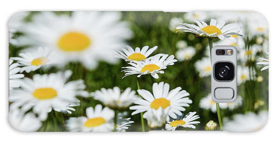 Daisy Galaxy S8 Case featuring the photograph Shasta Daisys by Steph Gabler