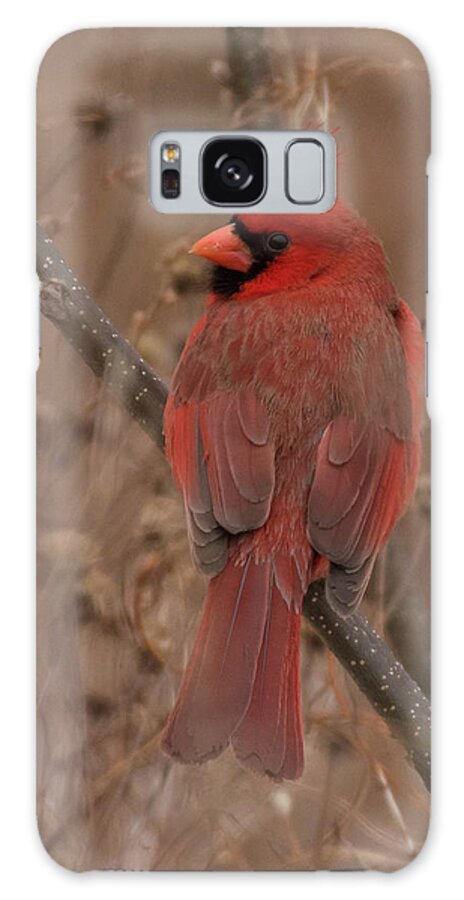 Bird Galaxy Case featuring the photograph Shenandoah Cardinal by Jody Partin