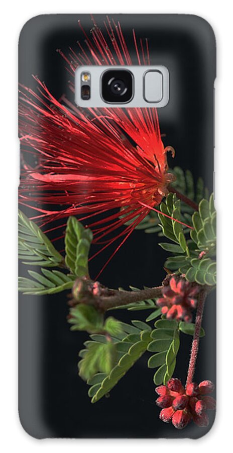 Fairy Duster Galaxy Case featuring the photograph Showy Fairy Duster by Tammy Pool