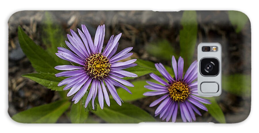 Wildflower Galaxy Case featuring the photograph Siberian Aster by Fred Denner