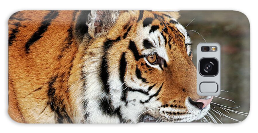 Siberian Galaxy S8 Case featuring the photograph Siberian Tiger Profile by Steven Upton