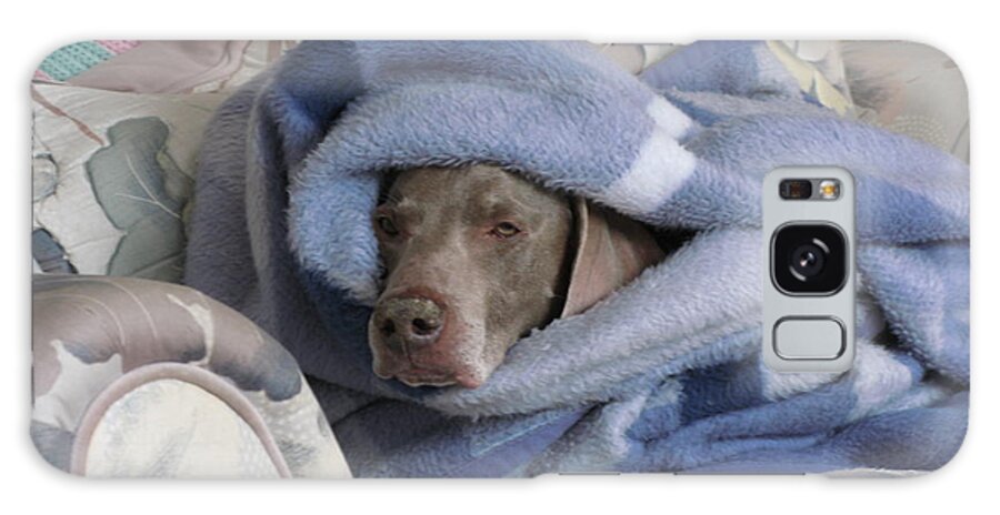 Weimaraner Galaxy Case featuring the photograph Sickday by Joseph Noonan