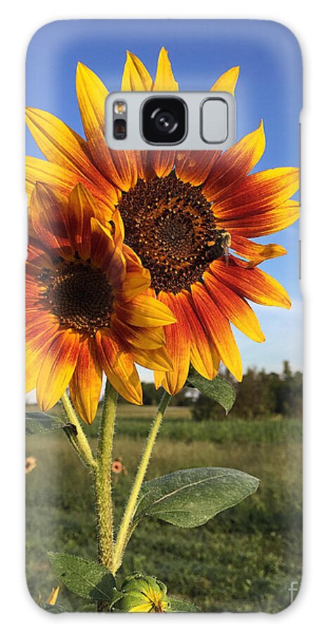 Sunflower Galaxy Case featuring the photograph Sunflower Beauty by Matthew Seufer