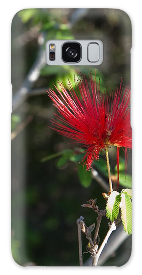 Red Galaxy S8 Case featuring the photograph Single Fairy Duster by Sherry Curry