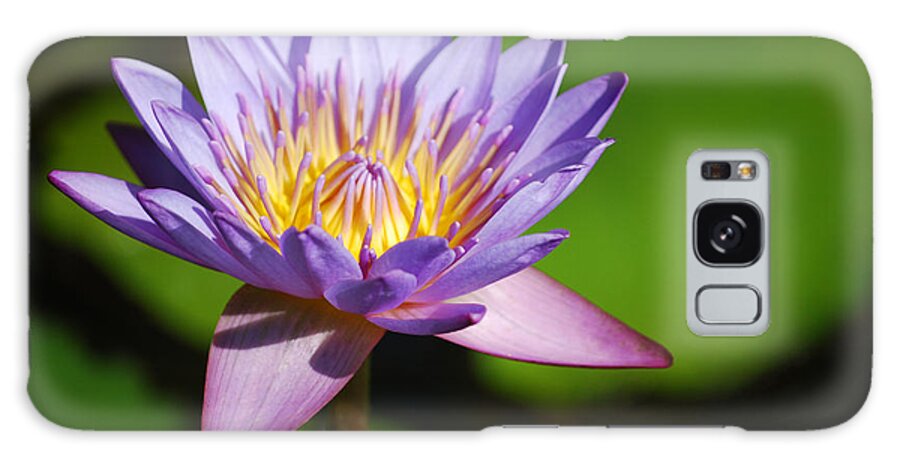 Nymphaea Galaxy Case featuring the photograph Single Purple Water Lily Number One by Heather Kirk