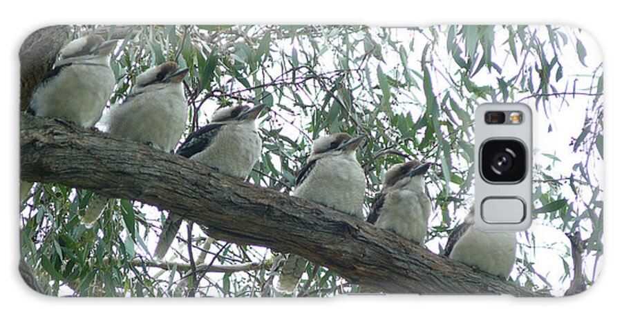 Kookaburra Galaxy Case featuring the photograph Six In A Row by Evelyn Tambour
