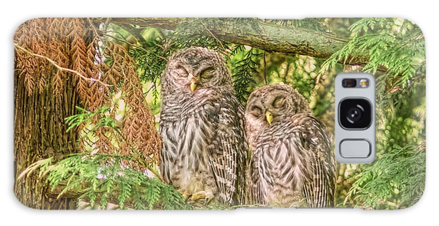 Owl Galaxy Case featuring the photograph Sleeping Barred Owlets by Jennie Marie Schell