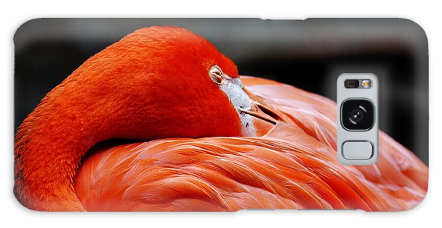 Sleeping Flamingo Galaxy Case featuring the photograph Sleeping Beauty by Julie Adair