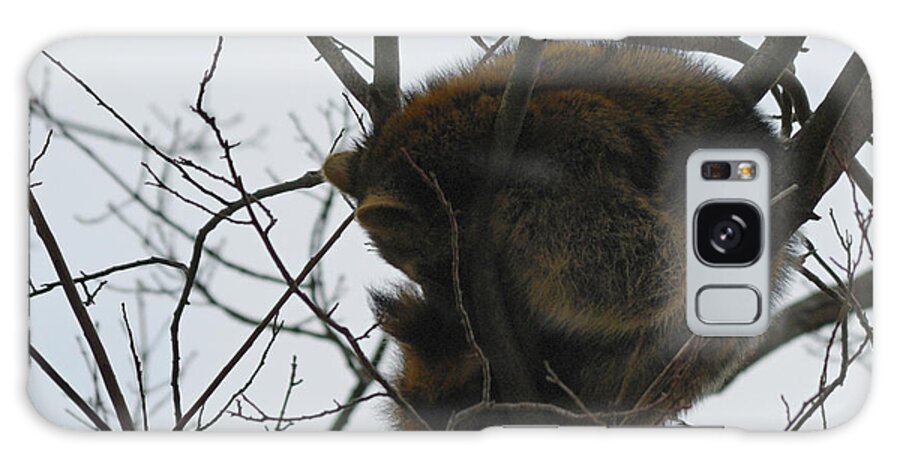 Randolph County Galaxy Case featuring the photograph Sleeping Coon by Randy Bodkins