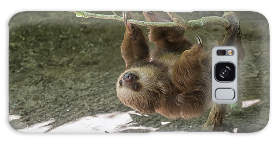 Two Galaxy Case featuring the photograph Sloth in tree by Patricia Hofmeester