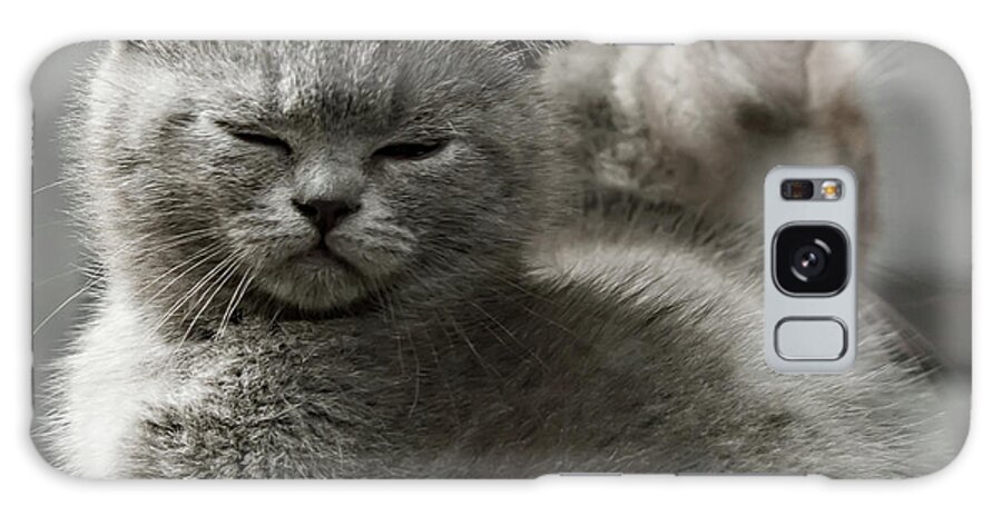 Scottish Fold Cats Galaxy Case featuring the photograph Slumbering Cat by Evgeniy Lankin