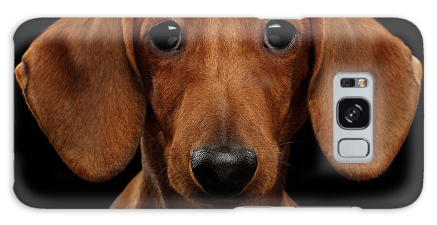 Smooth-haired Galaxy Case featuring the photograph Smooth-haired Dachshund by Sergey Taran