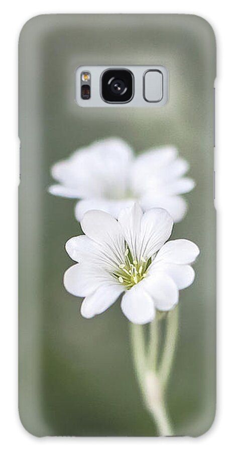 Summer Galaxy Case featuring the photograph Snow In Summer by Jennifer Grossnickle