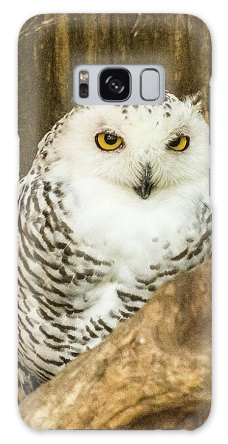 Zoo Galaxy Case featuring the photograph Snow Owl by John Benedict