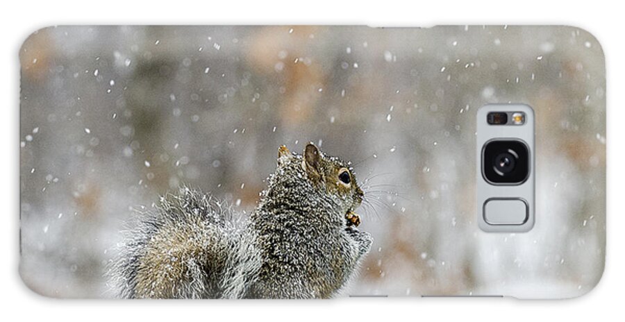 Snow Squirrel Galaxy Case featuring the photograph Snow Squirrel by Diane Giurco