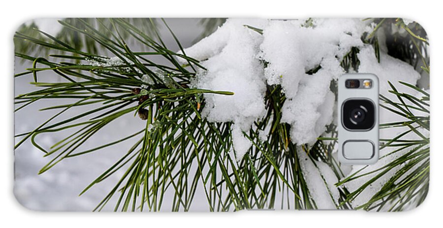 Snow Galaxy Case featuring the photograph Snowy Branch by Nicole Lloyd