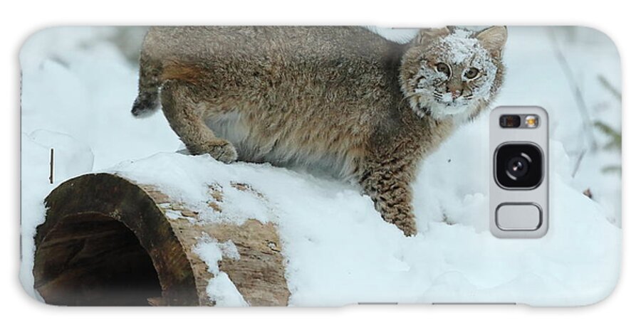 Bobcat Galaxy Case featuring the photograph Snowy Faced Cat by Duane Cross