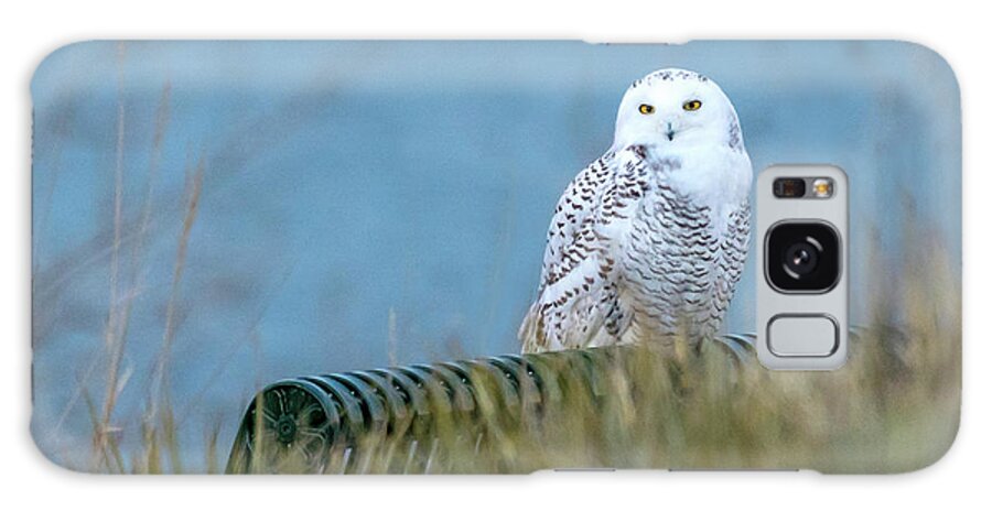 Snowy Owls Galaxy Case featuring the photograph Snowy Owl on a park bench by Judi Dressler