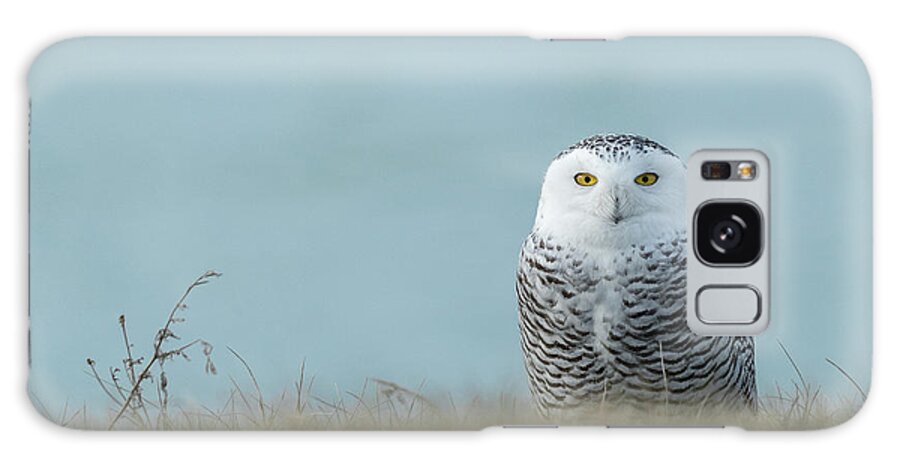 Snowy Galaxy Case featuring the photograph Snowy Owl On Blue by Everet Regal