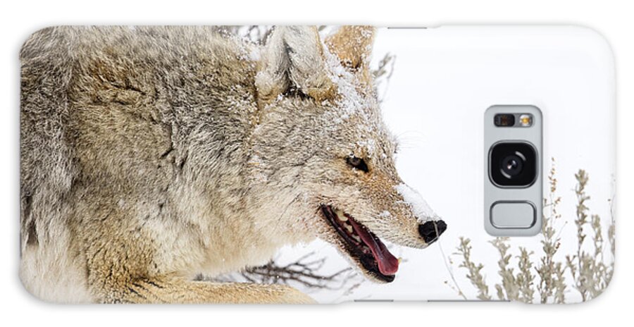 Coyote Galaxy Case featuring the photograph Snowy Stalk by Aaron Whittemore
