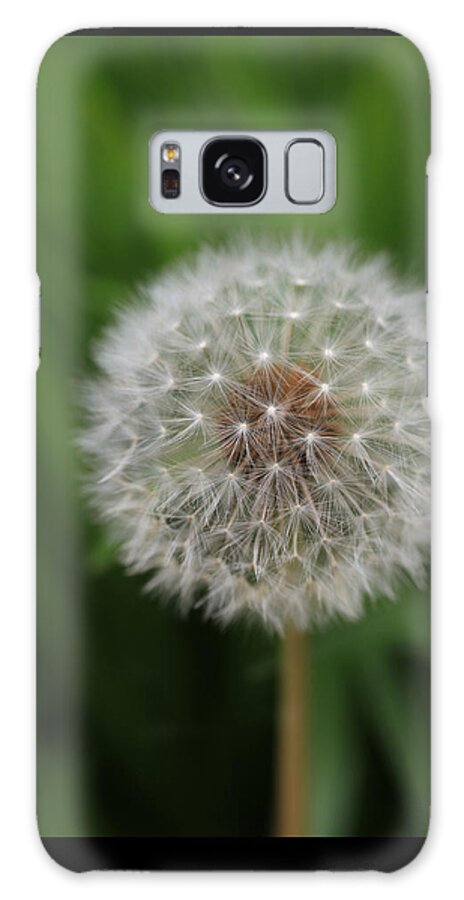 Dandelion Galaxy Case featuring the photograph Soft Dandelion by Tammy Pool