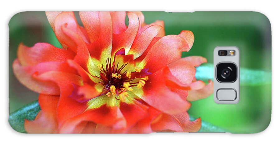 Flower Galaxy Case featuring the photograph Soft Peach Ruffled Petals by Sue Melvin