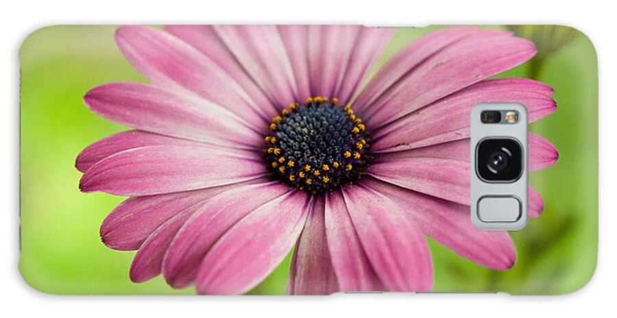 Flowers Galaxy Case featuring the photograph Soprano On A Brilliant Day by Dorothy Lee