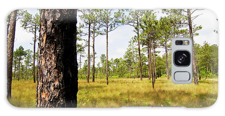 Pine Galaxy Case featuring the photograph Southeast Pine Savanna by Bob Decker