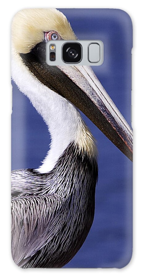 Southport Galaxy Case featuring the photograph Southport Pelican 2 by Nick Noble