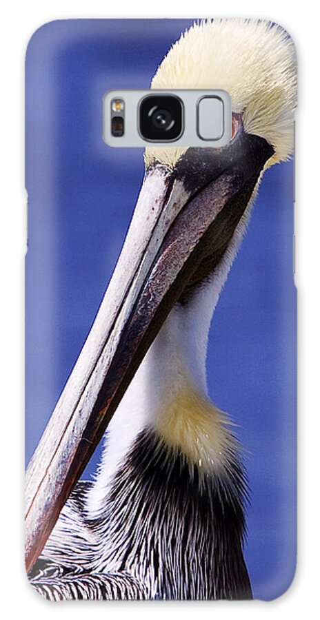 Southport Galaxy Case featuring the photograph Southport Pelican by Nick Noble