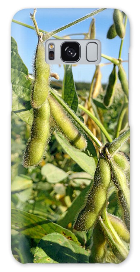 Soybeans Galaxy S8 Case featuring the photograph Soybeans in Autumn by Robert Meyers-Lussier
