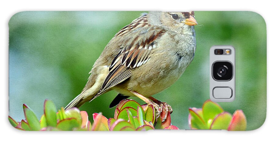 Sparrow Galaxy S8 Case featuring the photograph Sparrow Song 9 by Fraida Gutovich