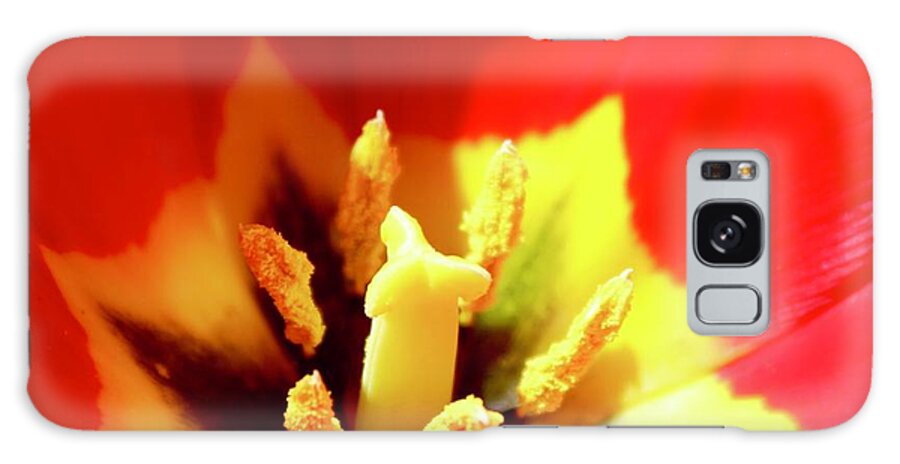 Photography Galaxy Case featuring the photograph Species Tulip POW by M E