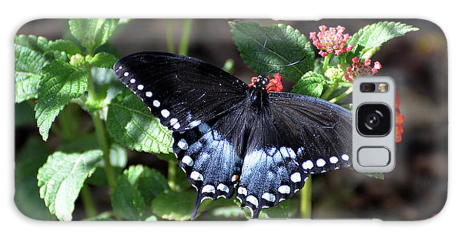 Denise Bruchman Galaxy Case featuring the photograph Spicebush Swallowtail Butterfly III by Denise Bruchman