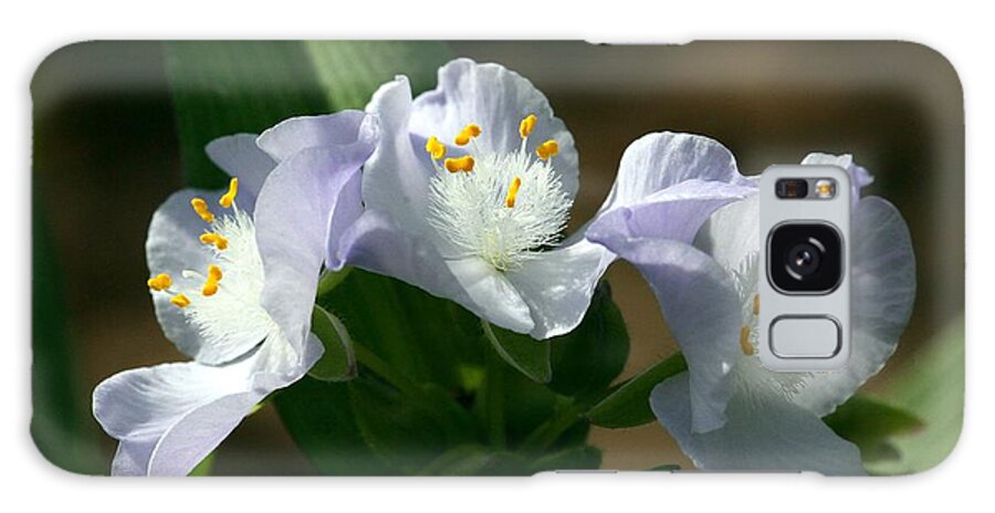Spiderwort Galaxy Case featuring the photograph Spiderworts at Sunrise by Michael Dougherty
