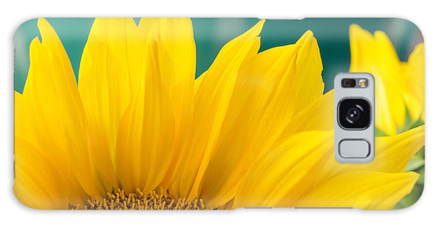 Sunflower Galaxy Case featuring the photograph Splendid Sunflower by Margaret Pitcher