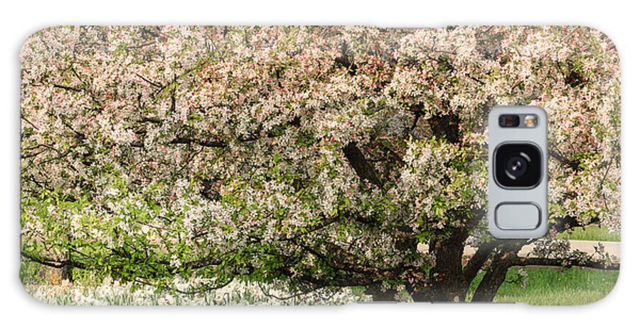 Illinois Galaxy Case featuring the photograph Spring Blossoms by Joni Eskridge